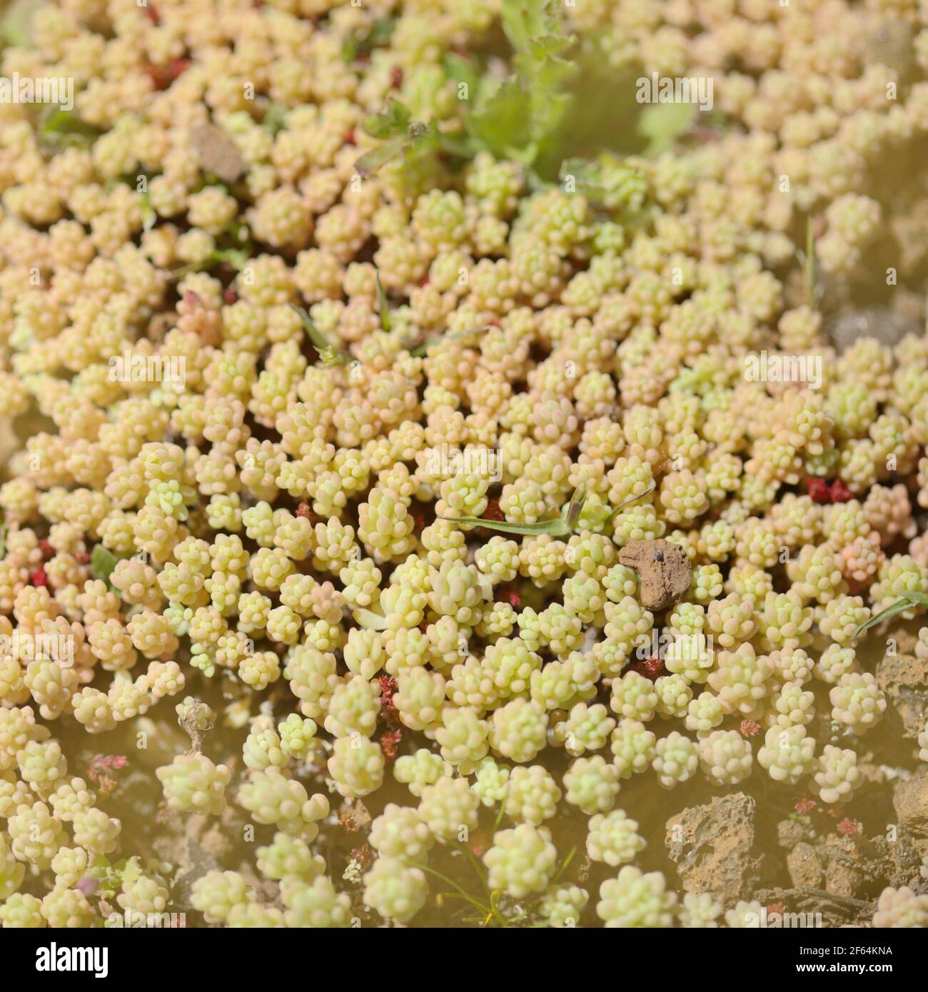 Flora of Gran Canaria -  Sedum rubens, red stonecrop, natural macro floral background Stock Photo
