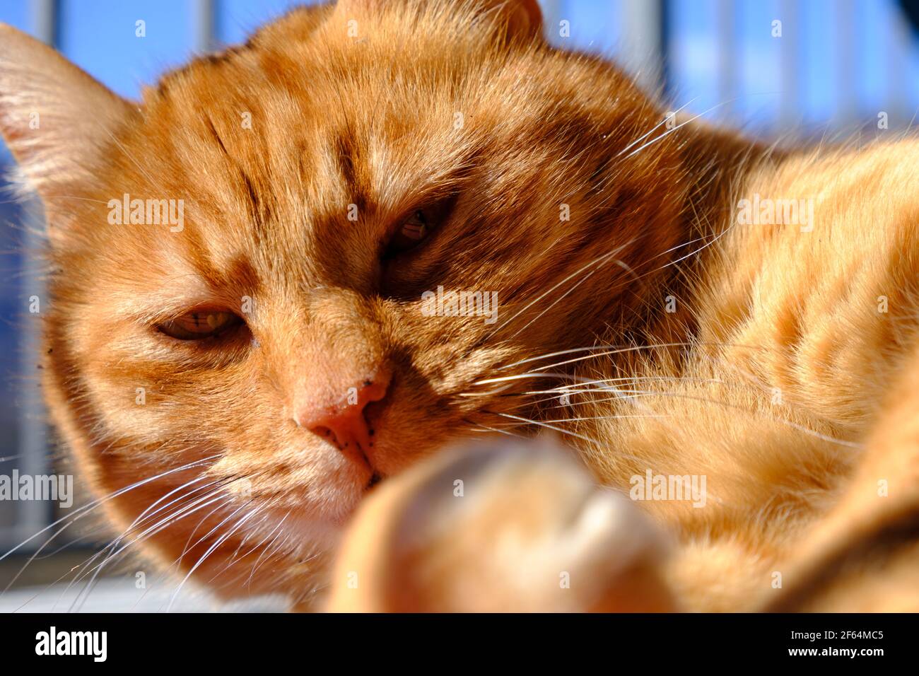 Portrait of a red cat lying on a balcony Stock Photo