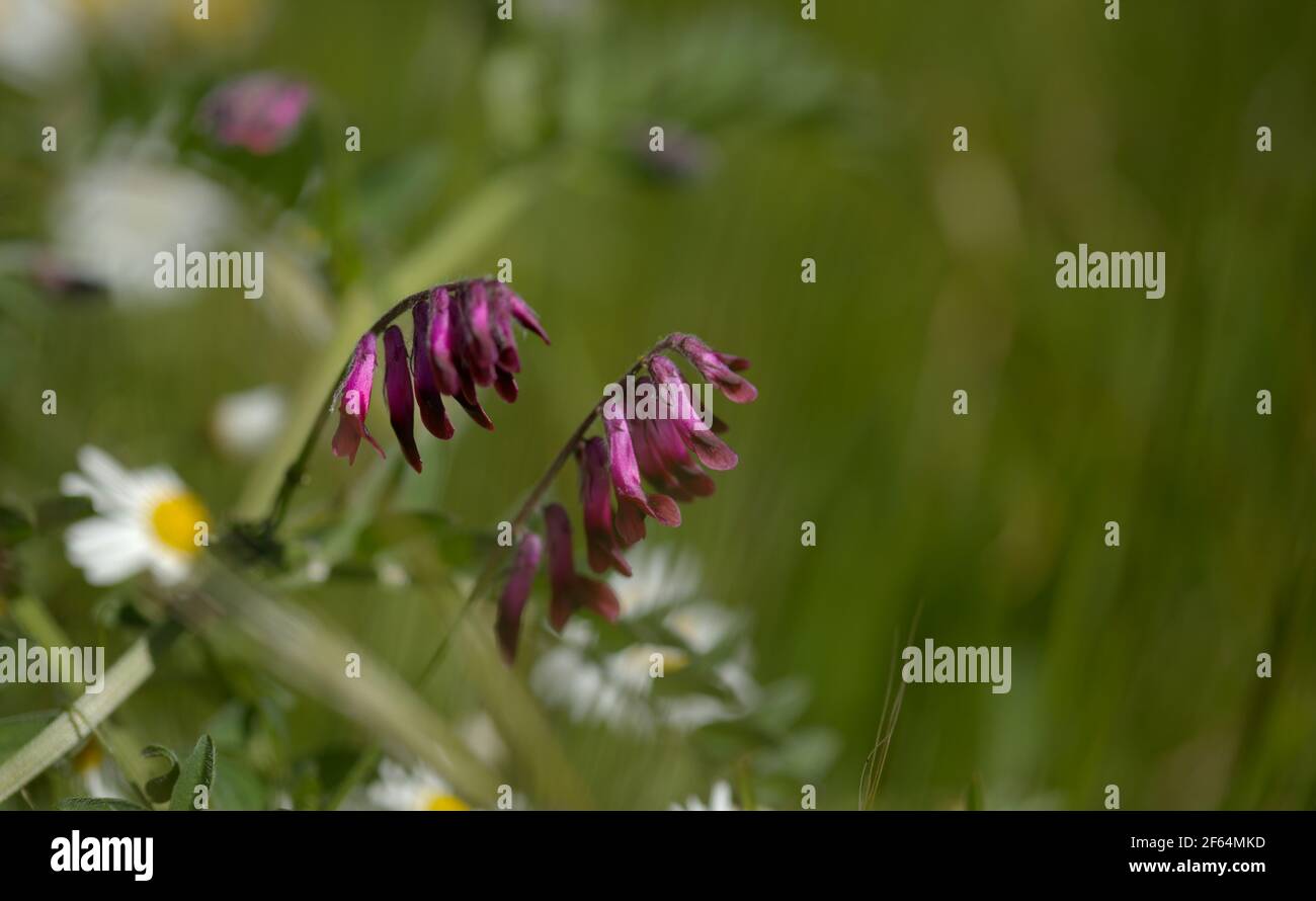 Flora of Gran Canaria -  Vicia villosa, fodder vetch natural macro floral background Stock Photo