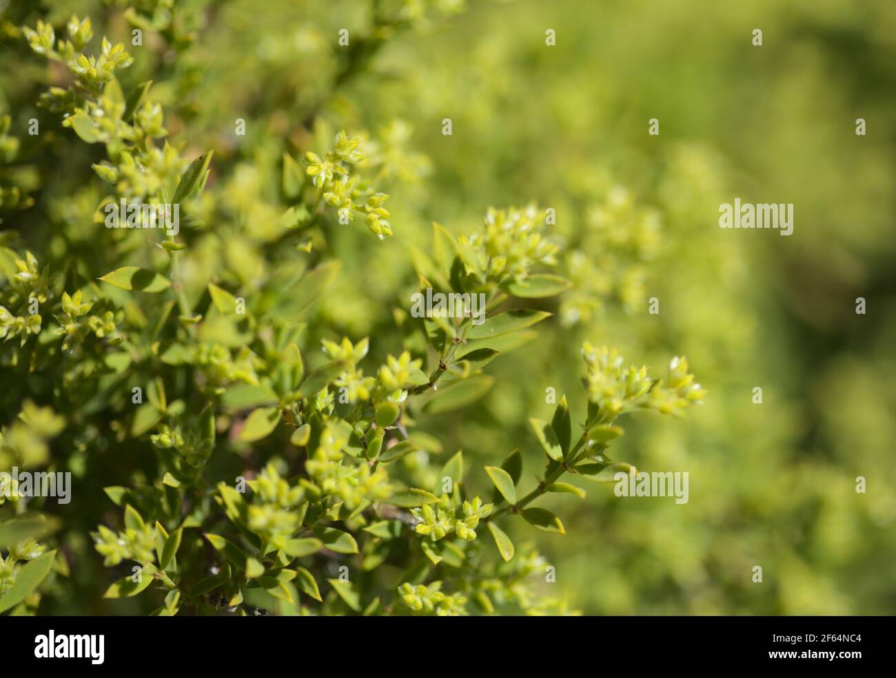 Flora of Gran Canaria -  Paronychia canariensis, Canary chickweed natural macro floral background Stock Photo