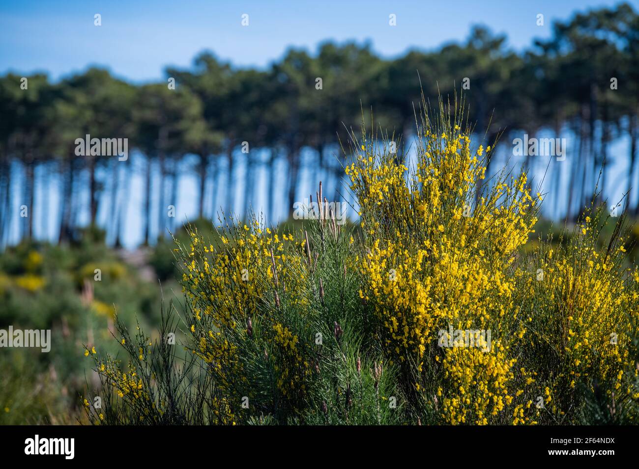 Yellow broom flowers in a pine forest, Forest massif at Carcans Plage, pine forest near Lacanau, on the French Atlantic coast Stock Photo