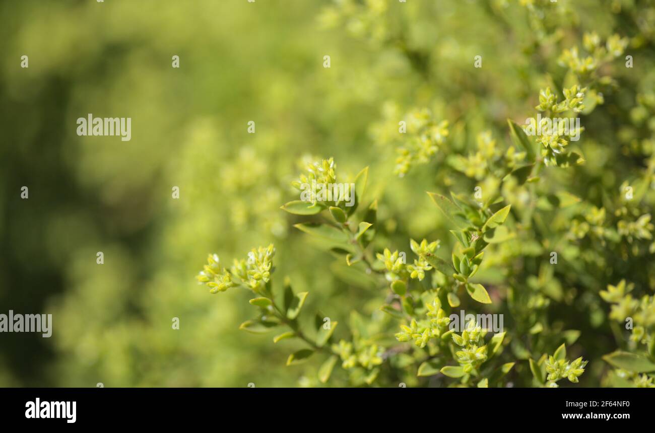 Flora of Gran Canaria -  Paronychia canariensis, Canary chickweed natural macro floral background Stock Photo