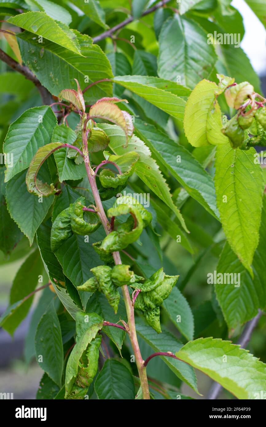 Aphid fruit tree disease fungus, branch of diseased cherry tree vertical photography Stock Photo