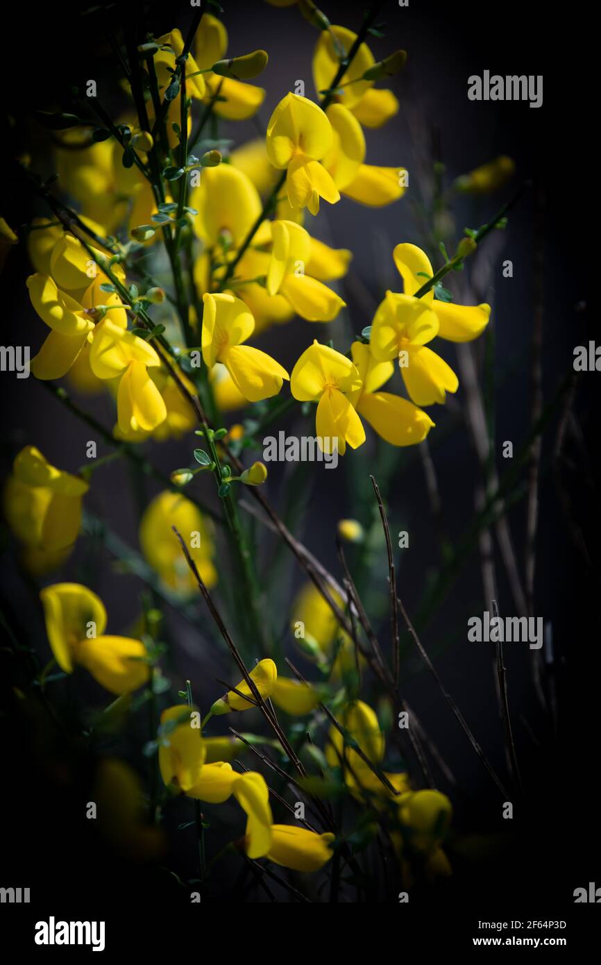 Yellow broom flowers in a pine forest, Forest massif at Carcans Plage