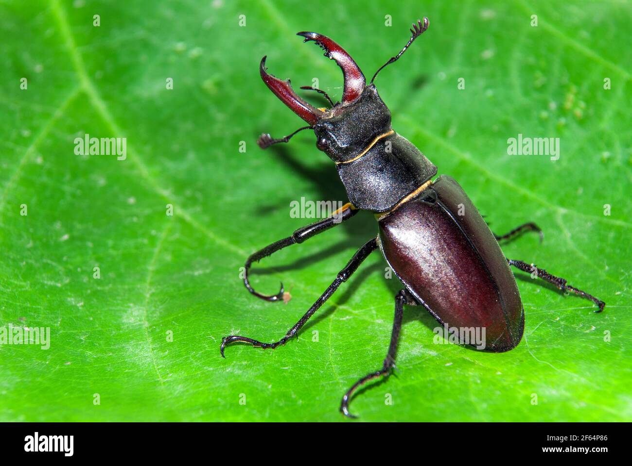 Amazing beetles hi-res stock photography and images - Alamy