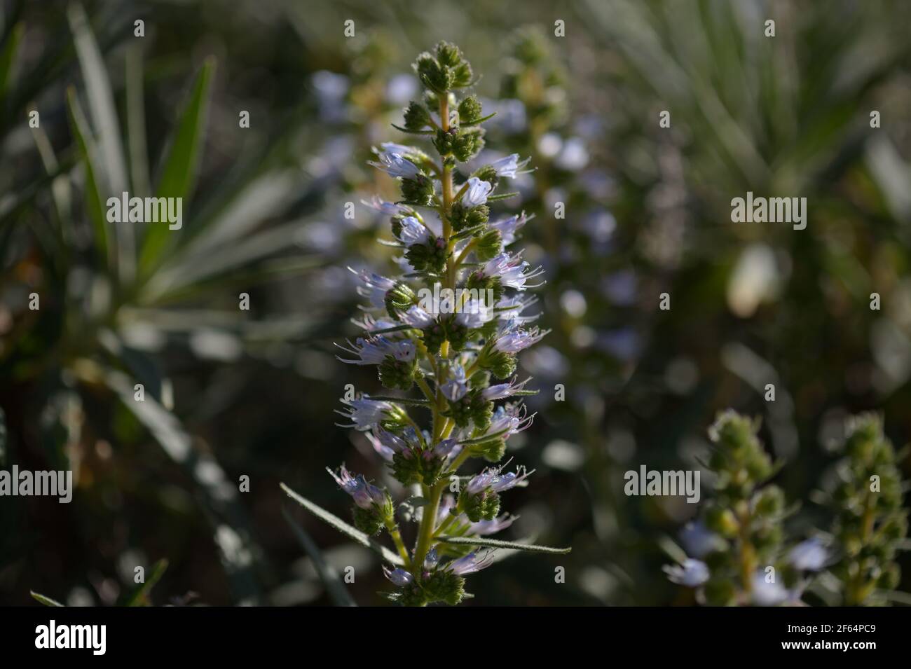 Flora of Gran Canaria -  flowers of Echium onosmifolium, black bugloss, endemic to the island, natural macro floral background Stock Photo