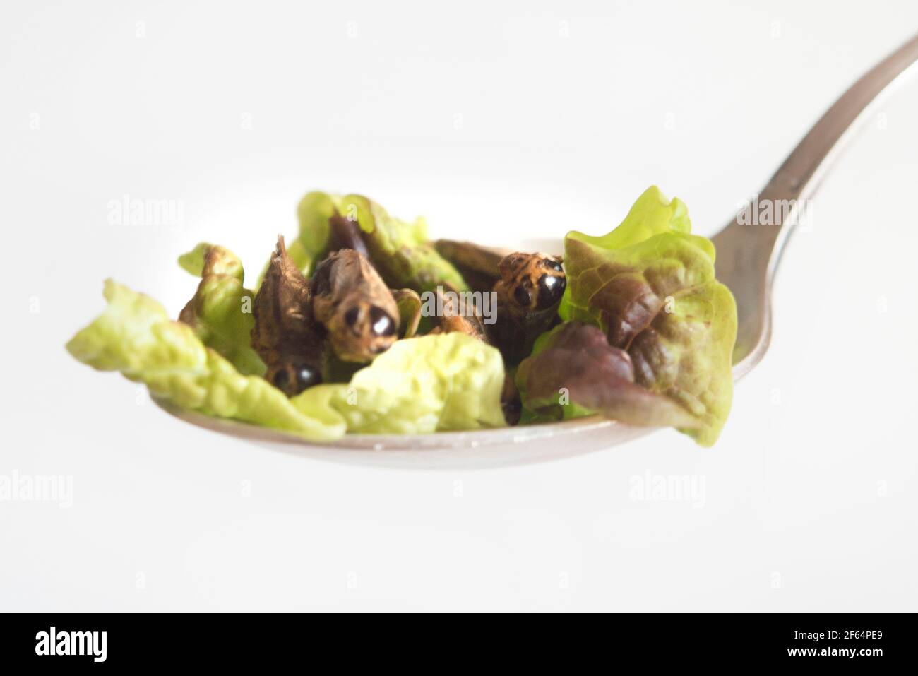 cricket and lettuce sandwich spoon Stock Photo Alamy