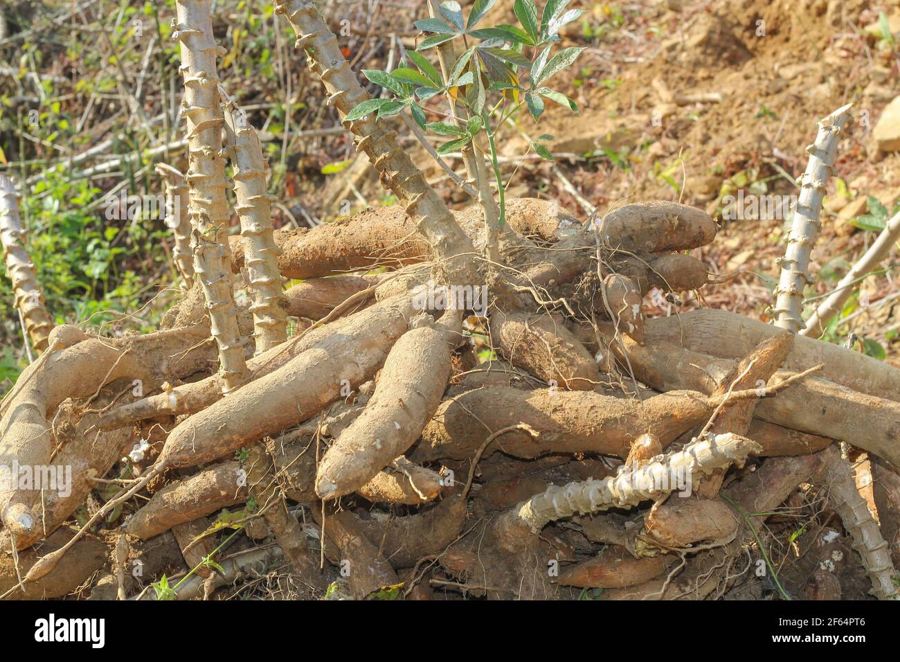 big manioc or tapioca plant, genus Manihot,Cassava in garden ( in laos )  asia Stock Photo - Alamy