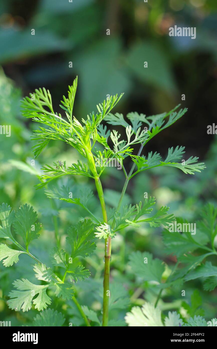 Coriandrum sativum or Umbelliferae (Coriander plants) in garden Stock