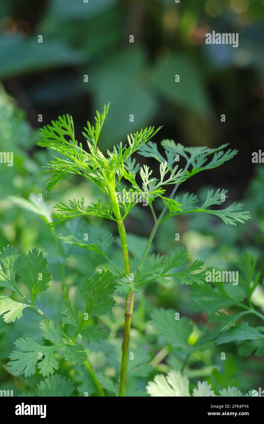 Coriandrum sativum or Umbelliferae (Coriander plants) in garden Stock