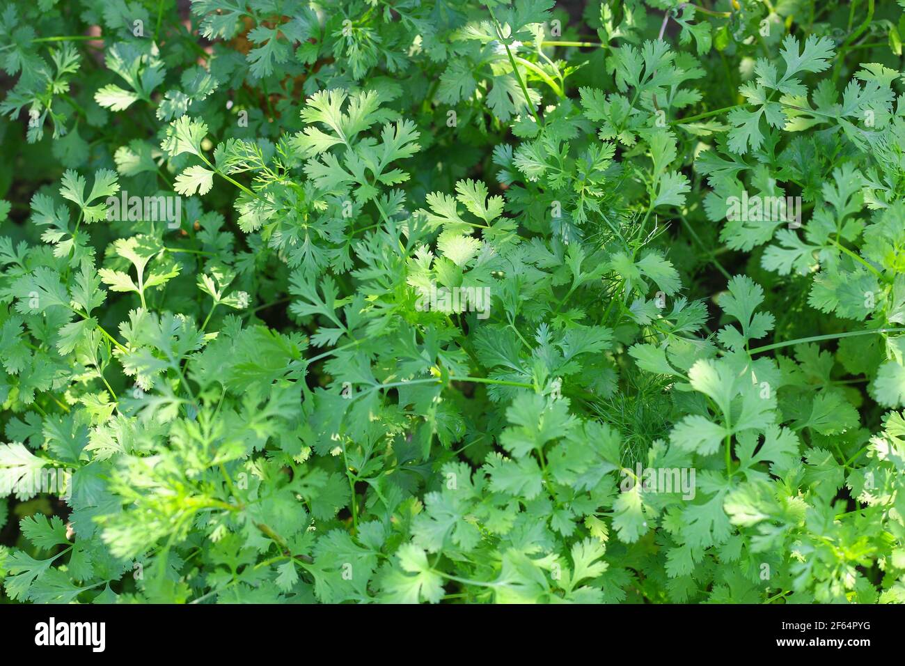 Coriandrum sativum or Umbelliferae (Coriander plants) in garden Stock