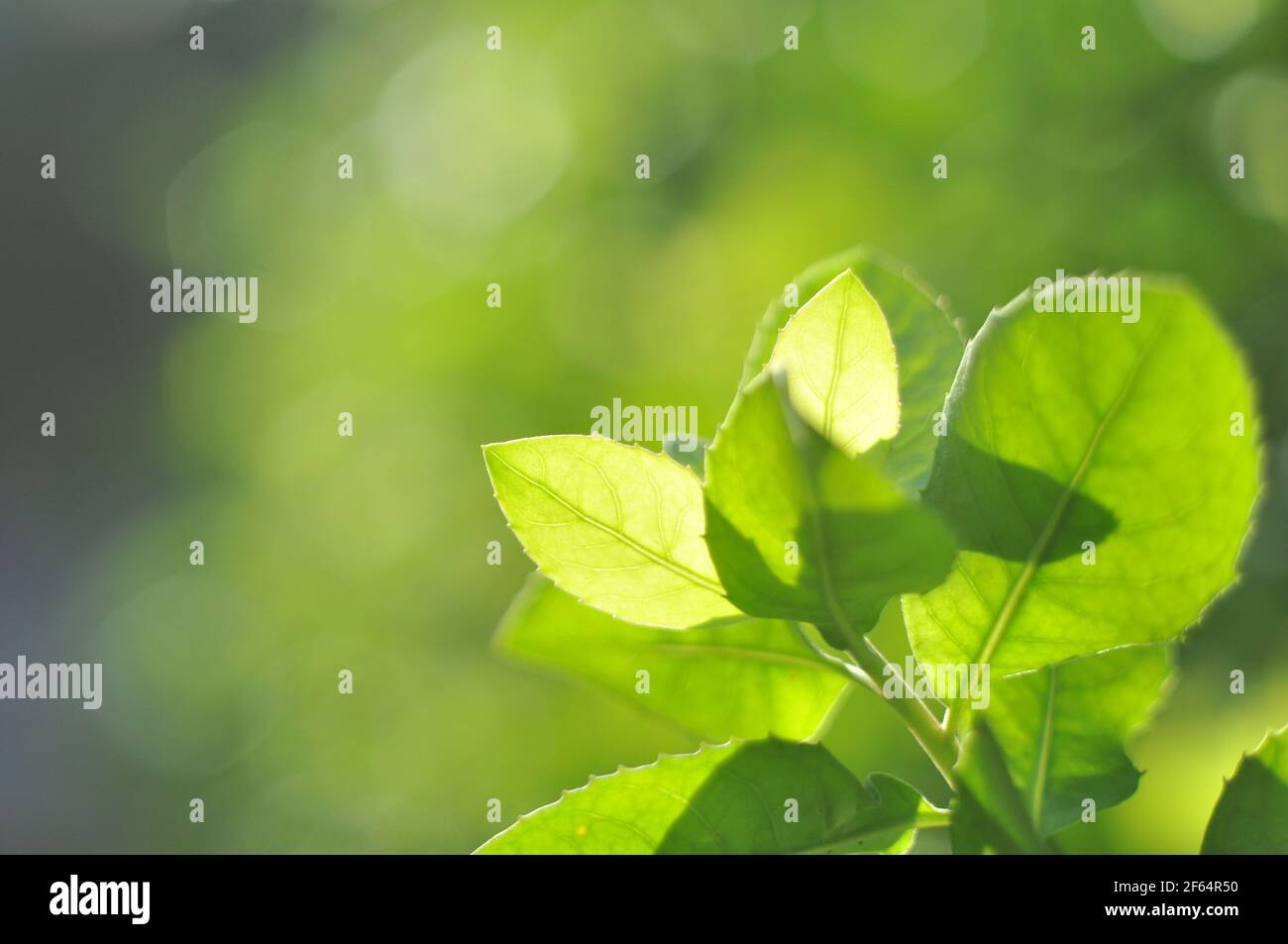 Green leaves closeup background hi-res stock photography and images - Alamy