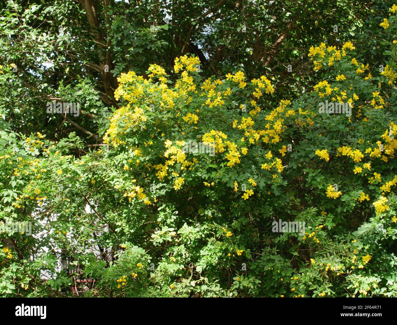 Dangar on Dangar Island in New South Wales Australia Stock Photo - Alamy