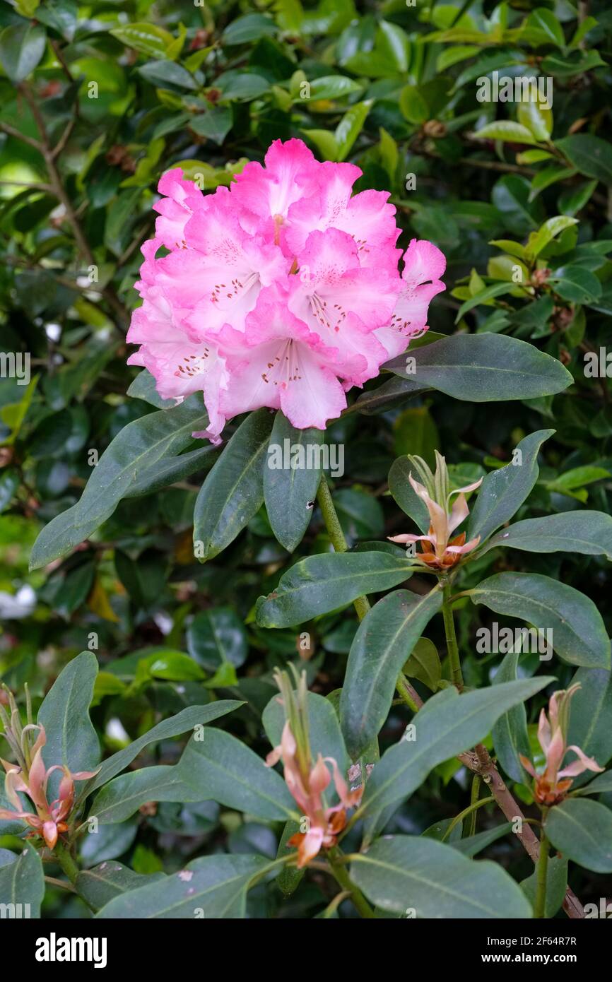 Hybrid rhododendron 'Lem's Monarch', flowers open as red and fade to pink over time Stock Photo