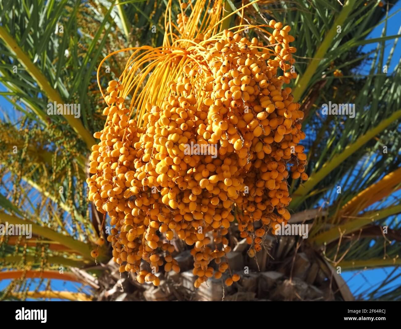Date palm tree israel hi-res stock photography and images - Alamy