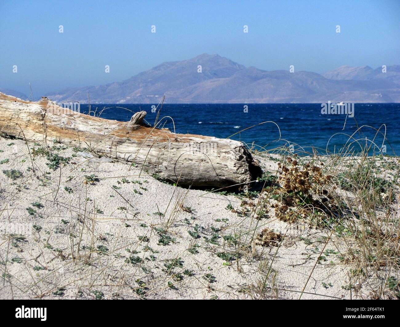 dry trunk at Marmari beach Kos island Greece Stock Photo