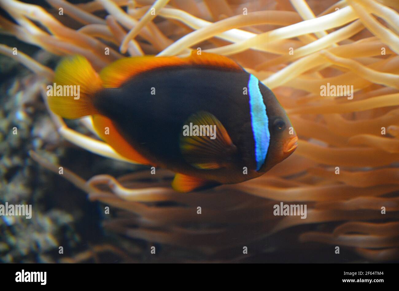 Clownfish, Clown-Fisch, Clownfish or anemonefish are fishes from the subfamily Amphiprioninae in the family Pomacentridae Stock Photo