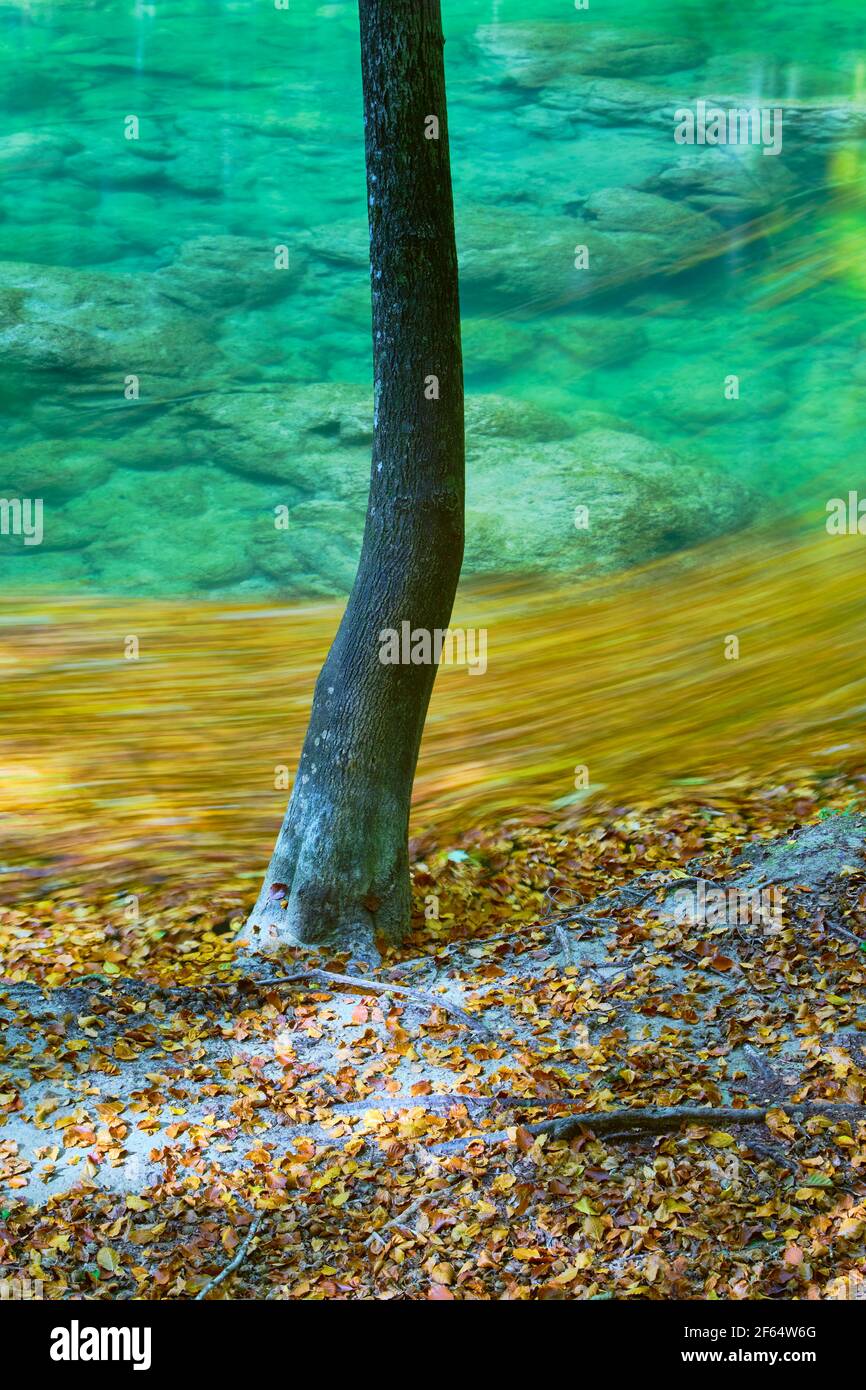Tree and river with fallen leaves in autumn. Stock Photo