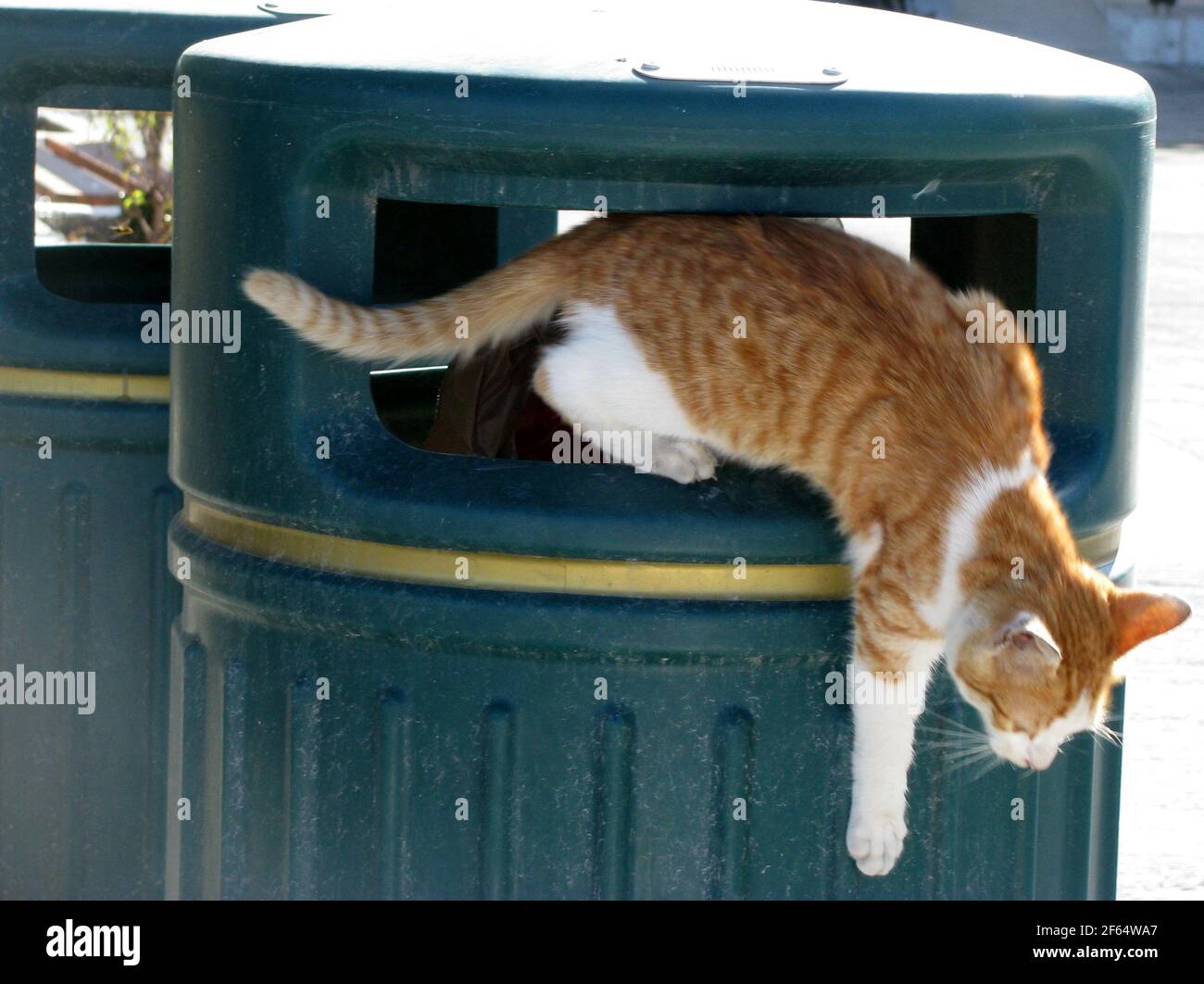 little young cat jumps out of a wastebin Stock Photo