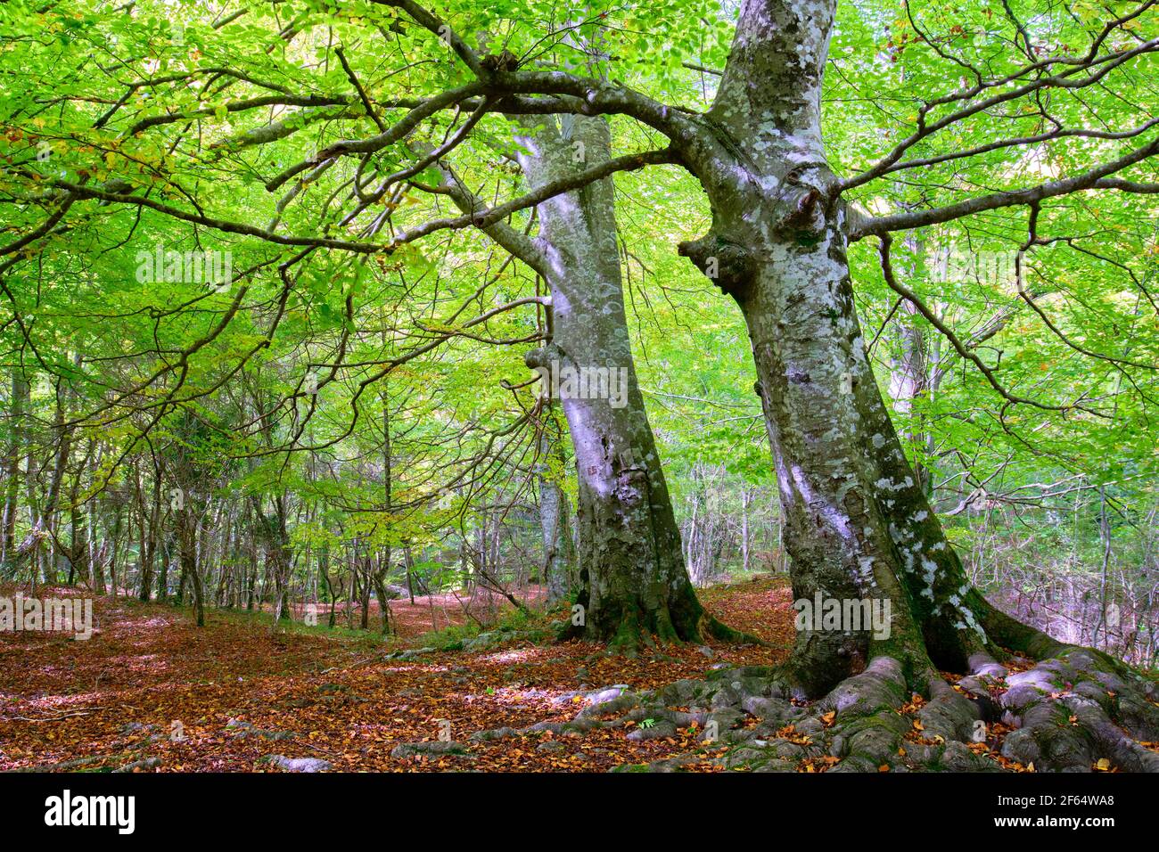 Two big trees in a beechwood. Stock Photo