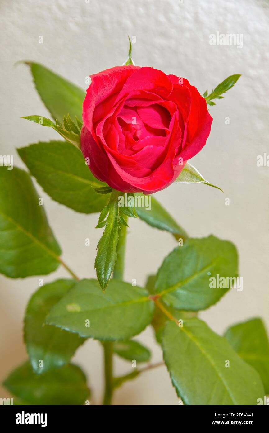 Red rose ( Rosaceae) on white background. Stock Photo