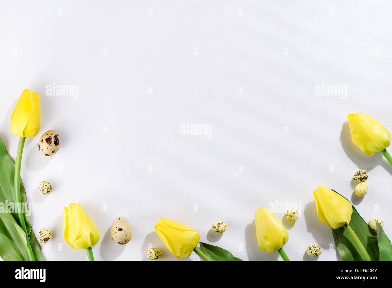 Colorful easter quail eggs and tulips on white background . Flat lay. Spring composition. Happy easter greeting card. Stock Photo