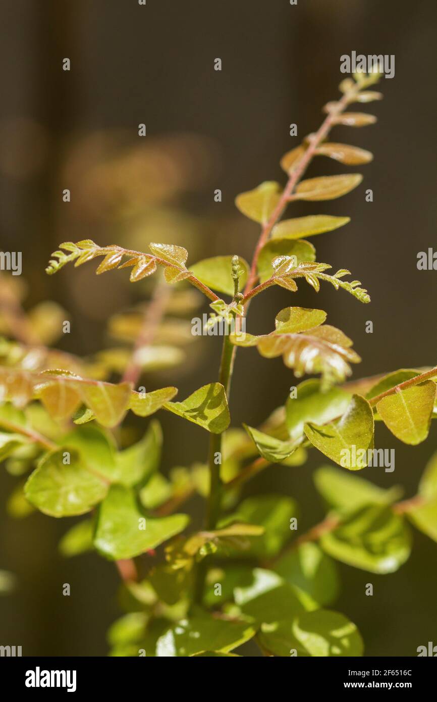 Curry leaves (Murraya koenigii)  plants. Stock Photo