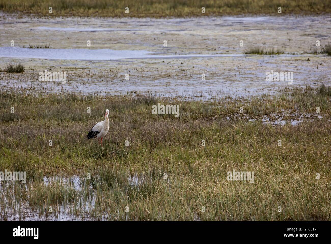 Stork at a wet meadow at a little pond called Mönchbruchweiher in the Mönchbruch natural reserve next to Frankfurt in Hesse, Germany. Stock Photo
