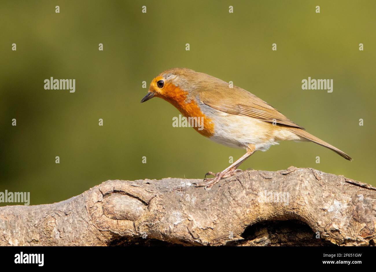 European Robin, perched on a Branch over a British Garden, March 2021, uk Stock Photo