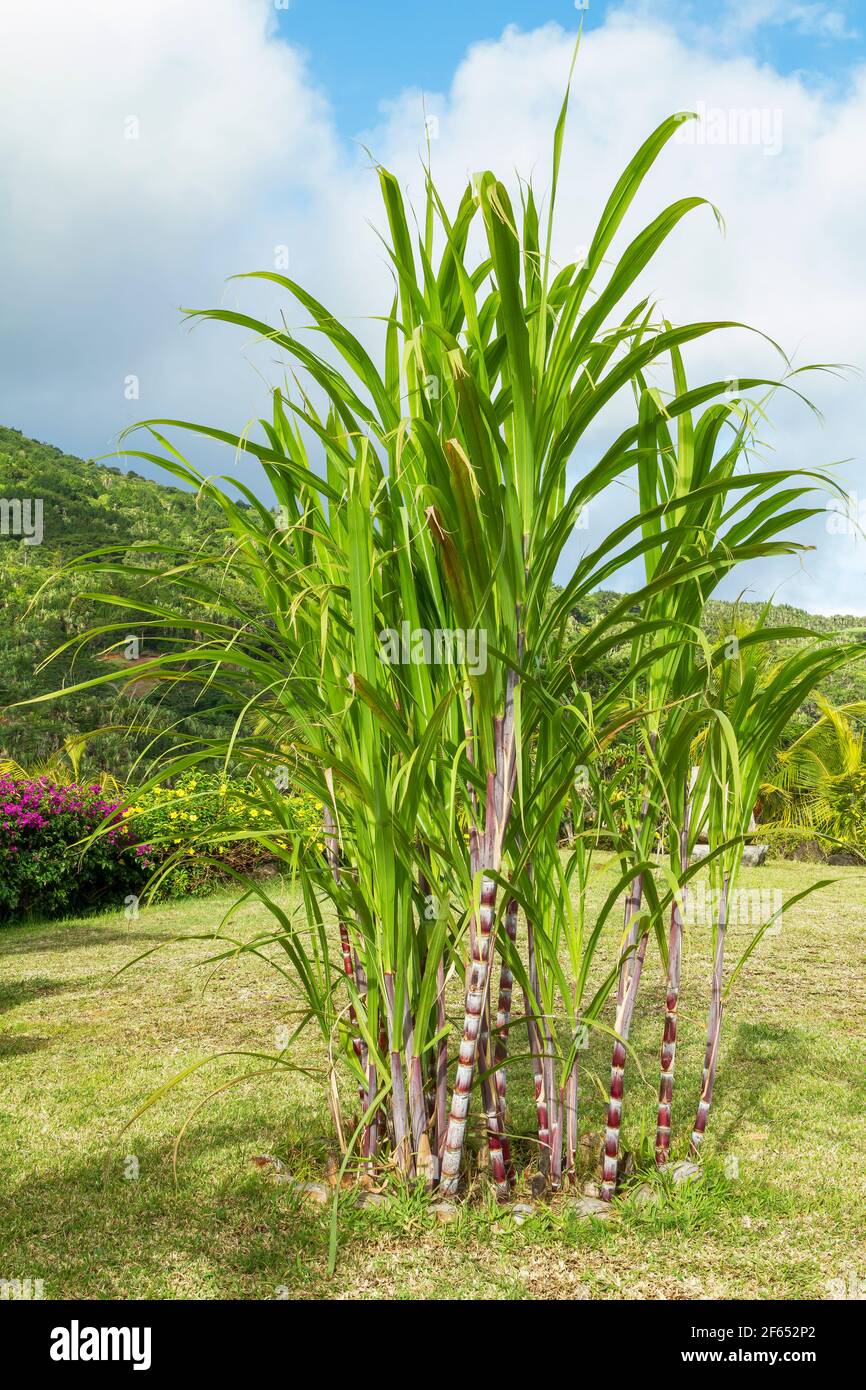 sugarcane plants (Saccharum officinarum) Stock Photo