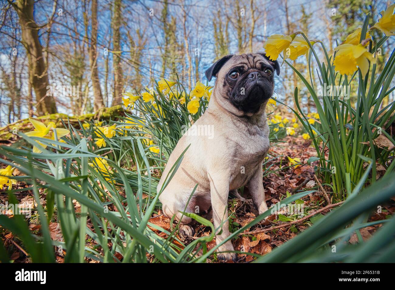 pug dog in flowers Stock Photo