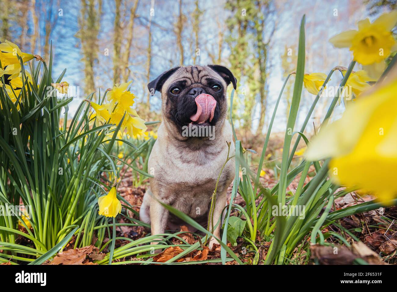 pug dog in flowers Stock Photo