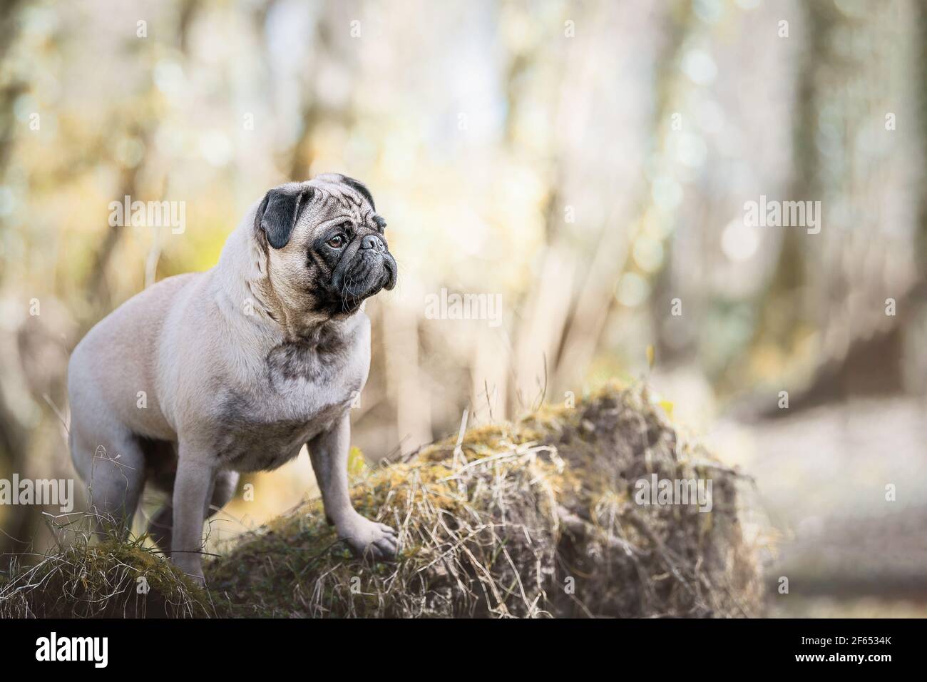 pug dog in woodland Stock Photo