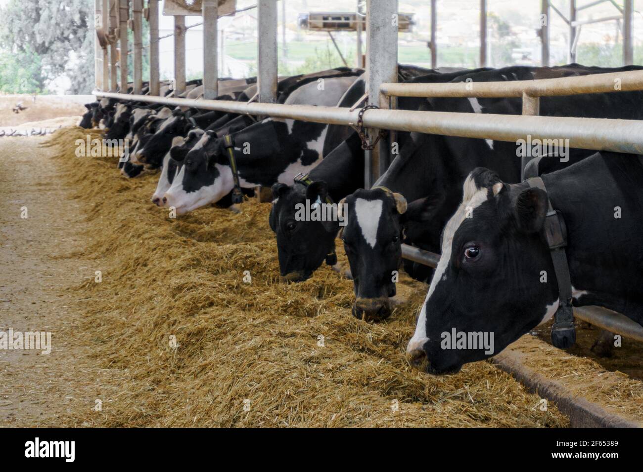 Farm, animals eat food. Holstein breed of cows. Wellgroomed pets in