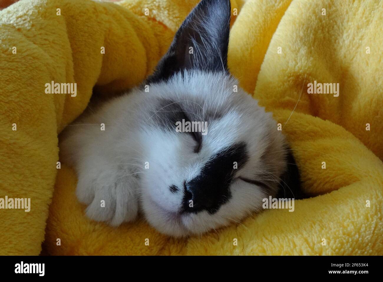 Cat in blanket hires stock photography and images Alamy