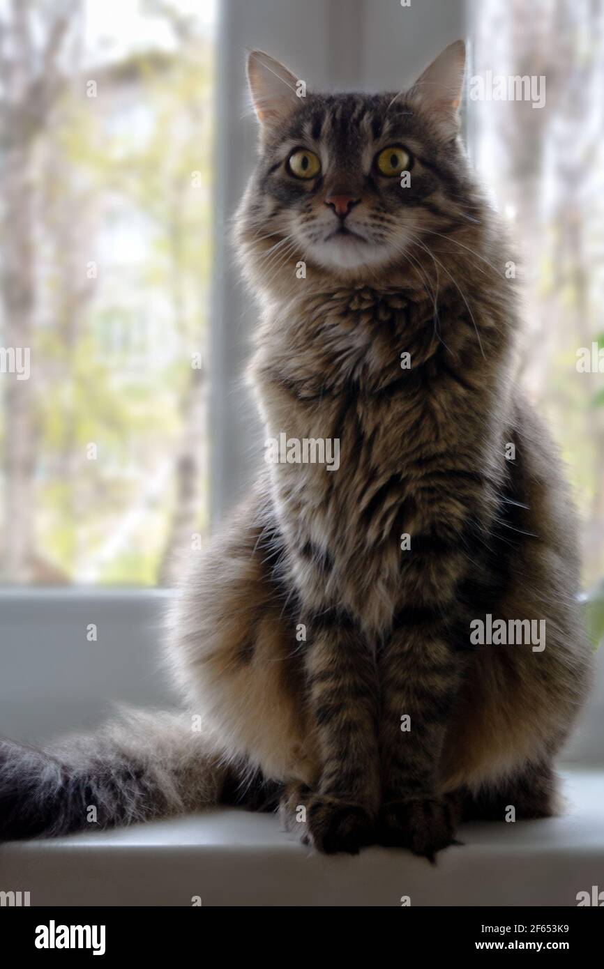 beautiful big grey furry cat sitting on the window Stock Photo