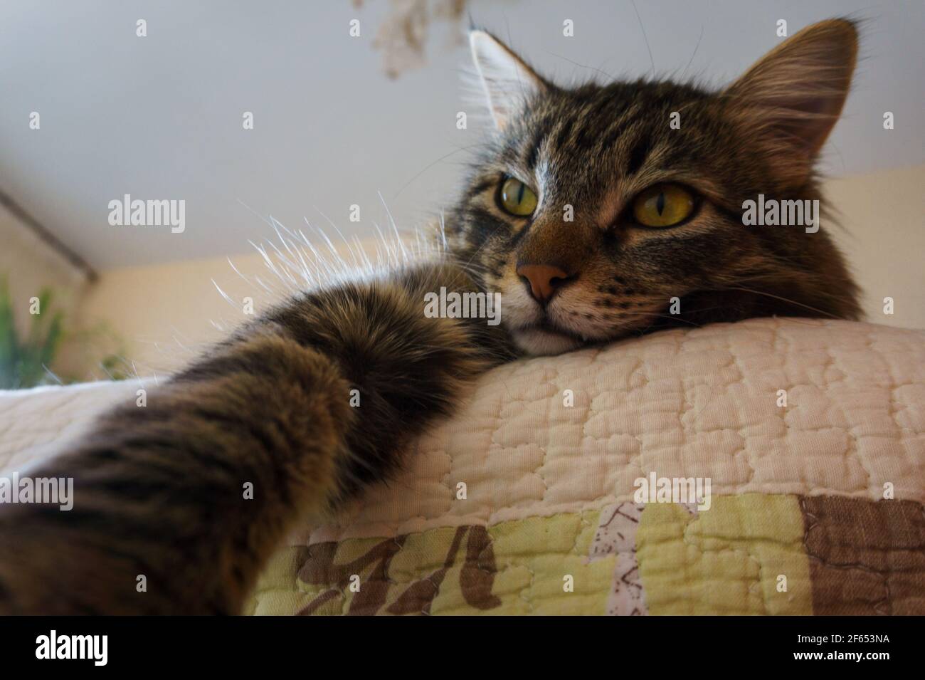 cat lying on the bed and taking a selfie, close-up. Funny cheeky cat face Stock Photo