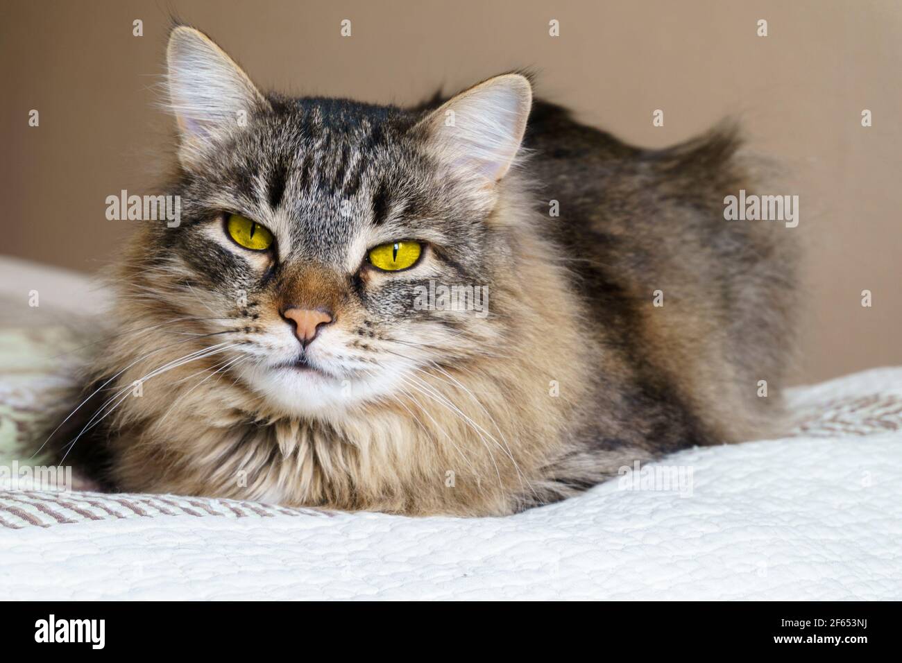 big yellow-eyed furry cat lying on the bed. portrait Stock Photo