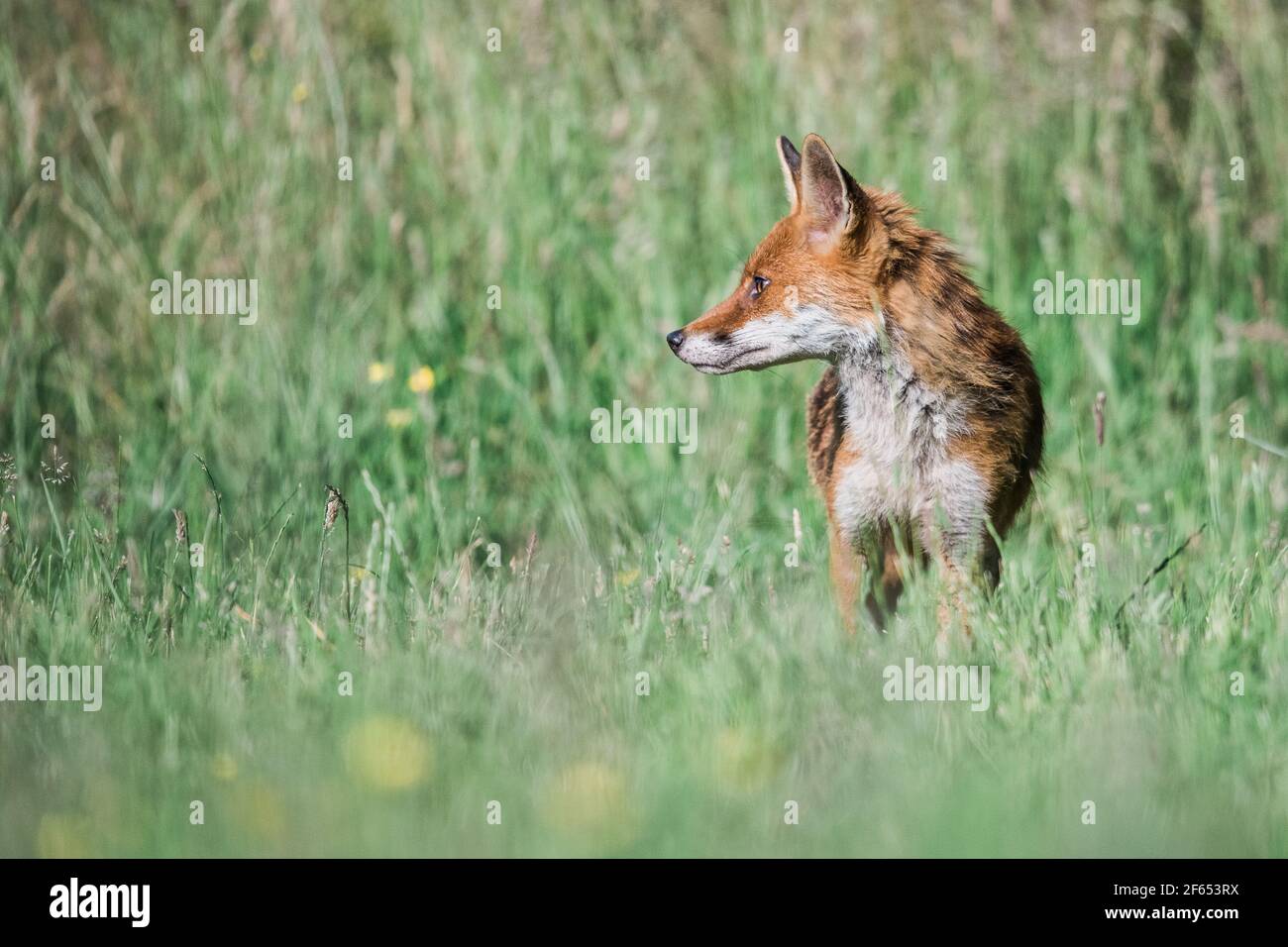 European Red Fox Stock Photo - Alamy