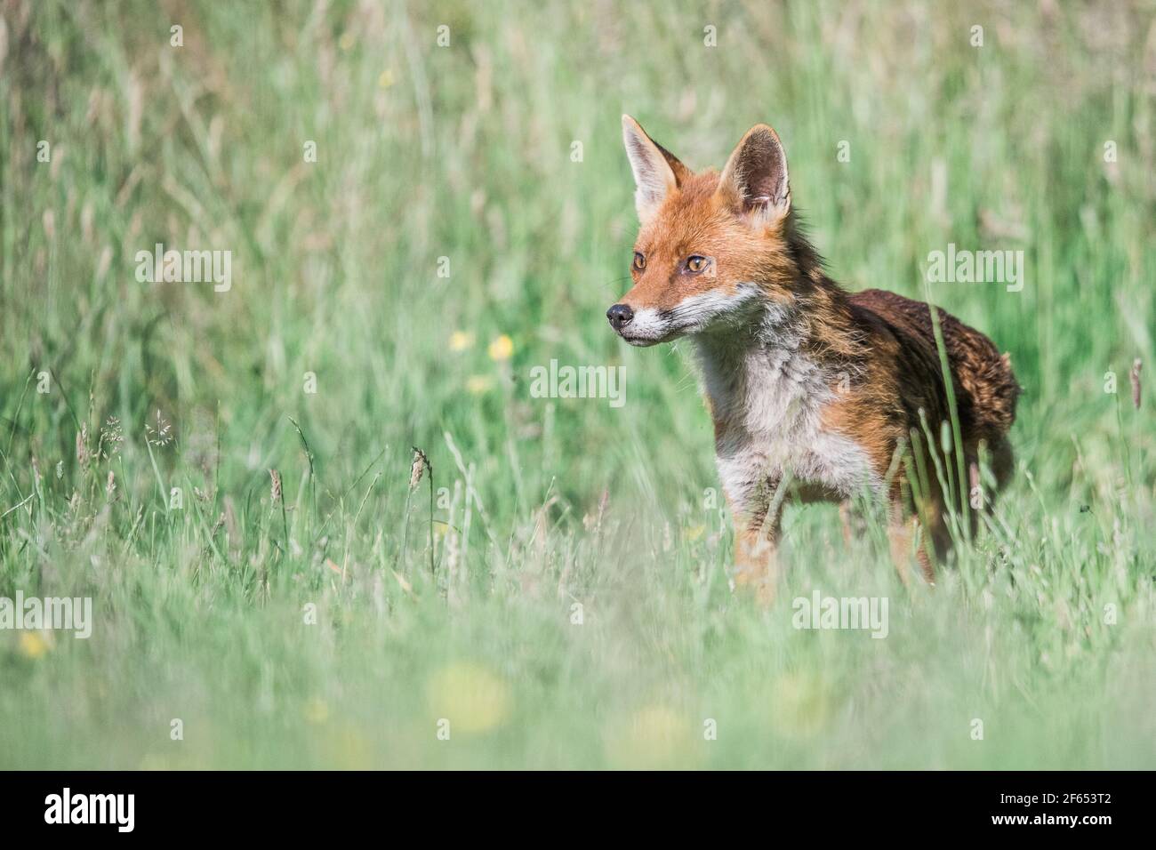 European Red Fox Stock Photo - Alamy