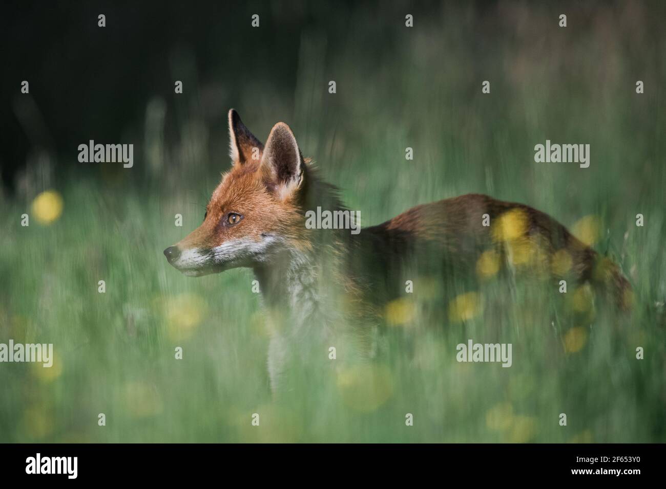 European Red Fox Stock Photo