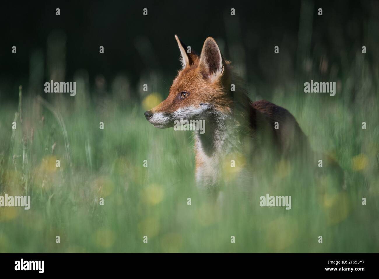 European Red Fox Stock Photo