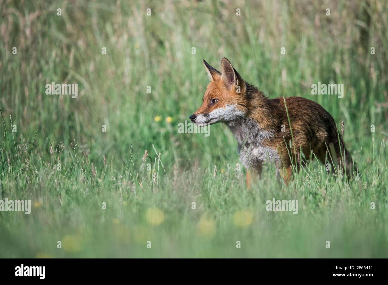 European Red Fox Stock Photo