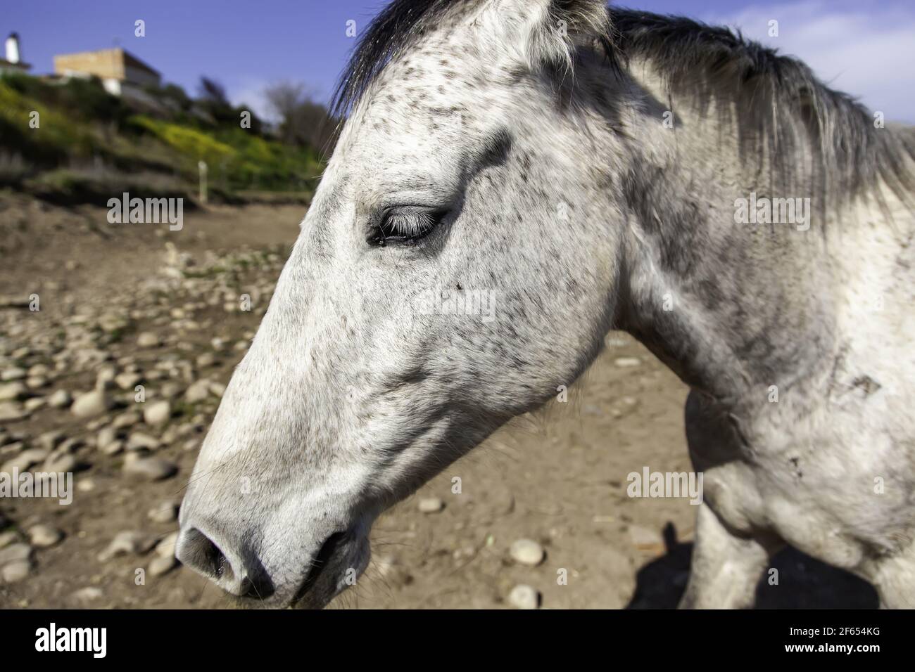 White horse in stable, wild mammal animals Stock Photo