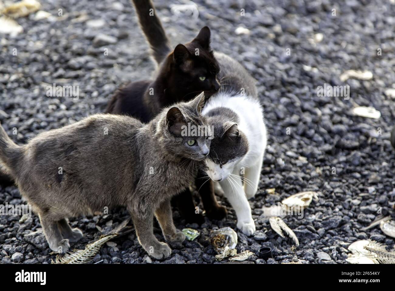 Feline mammals animal abandoned on a street in Spain Stock Photo - Alamy