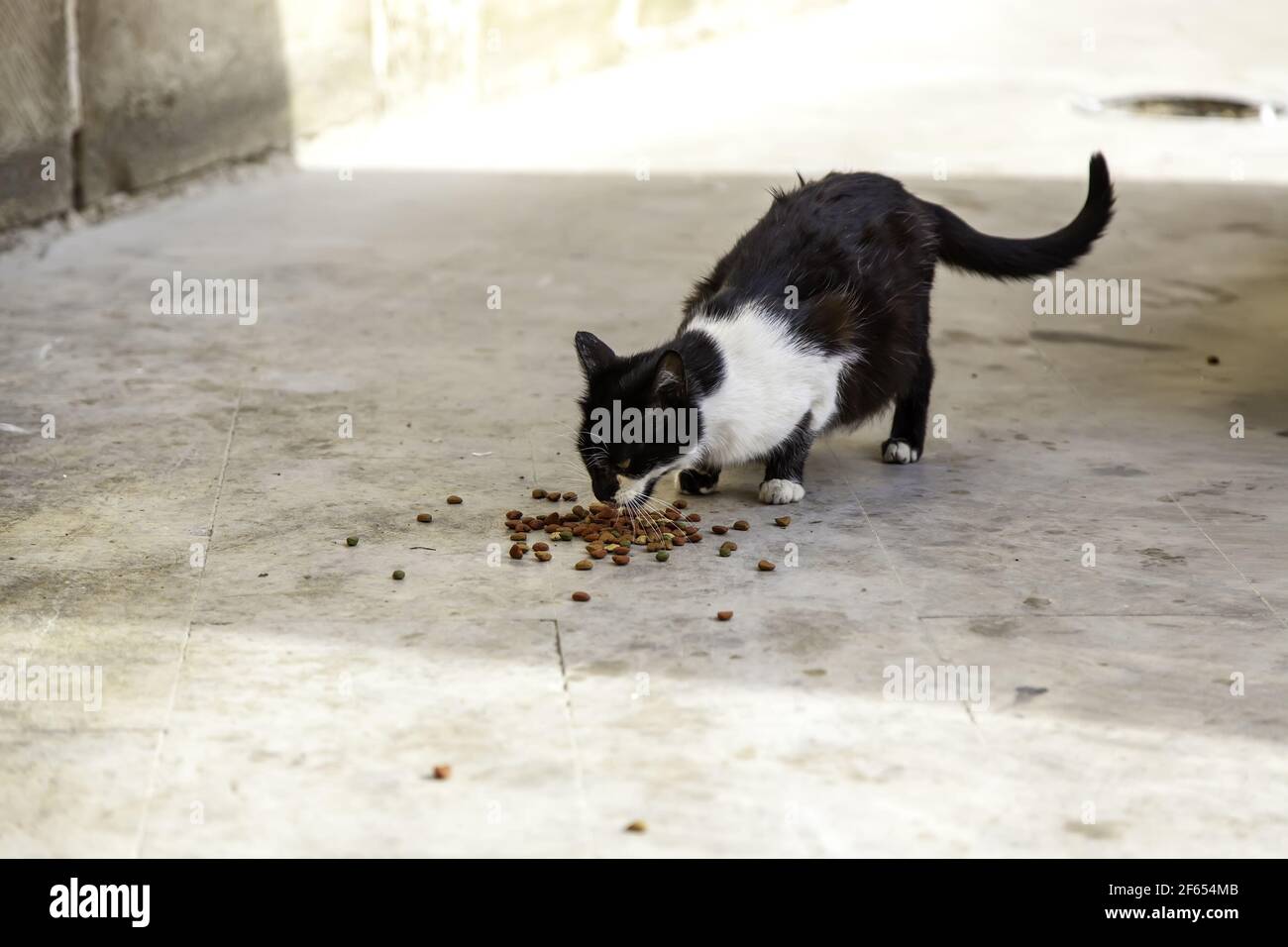 Feline mammals animal abandoned on a street in Spain Stock Photo - Alamy