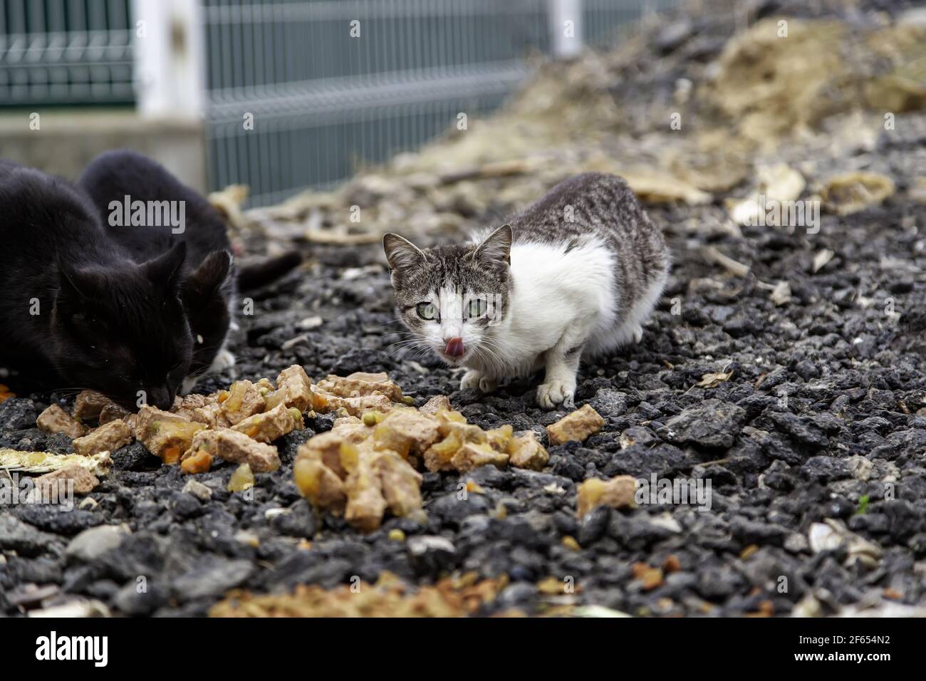 Feline mammals animal abandoned on a street in Spain Stock Photo - Alamy