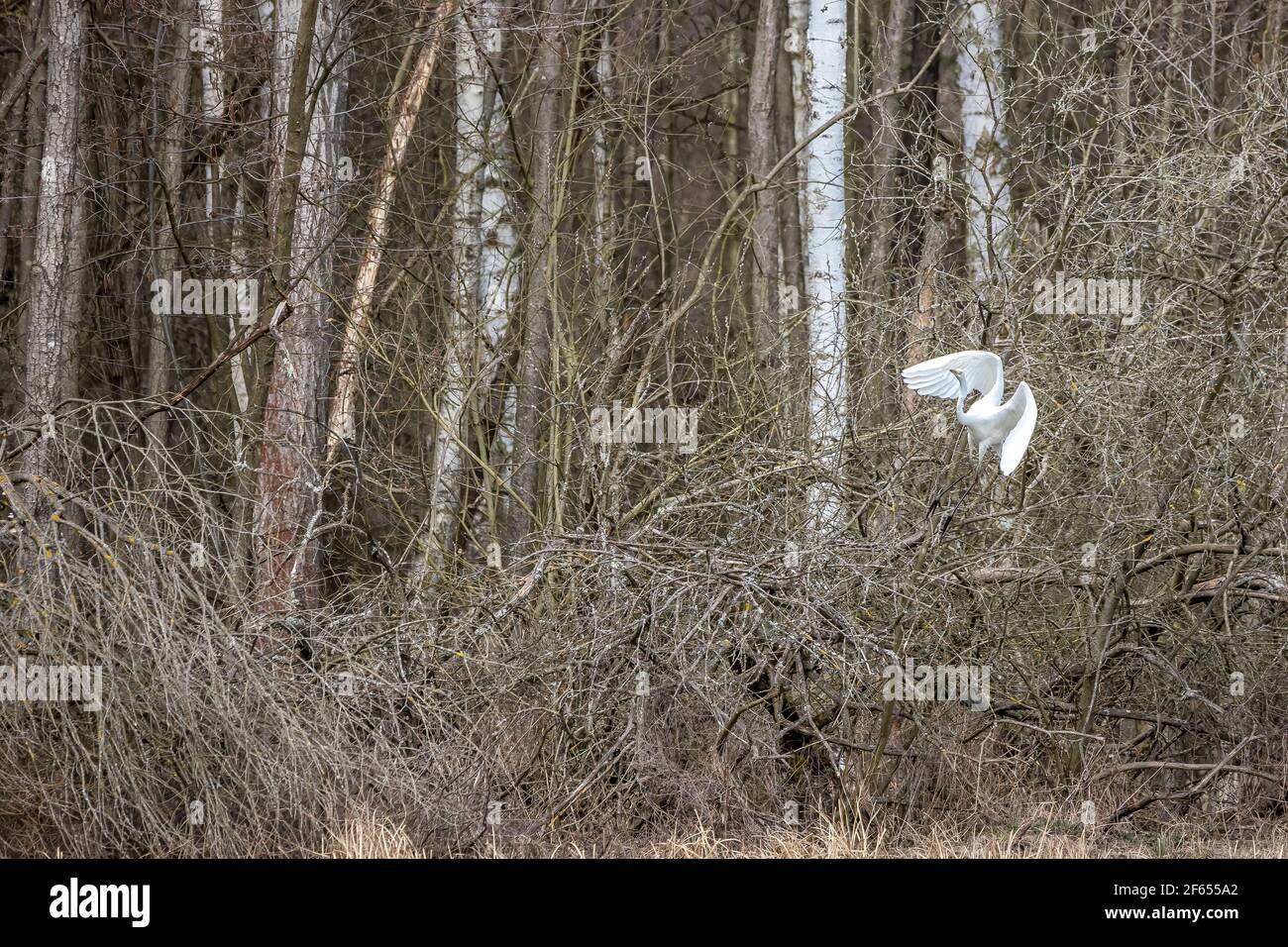 Great egret flying over a wet meadow at a little pond called Mönchbruchweiher in the Mönchbruch natural reserve next to Frankfurt in Hesse, Germany. Stock Photo