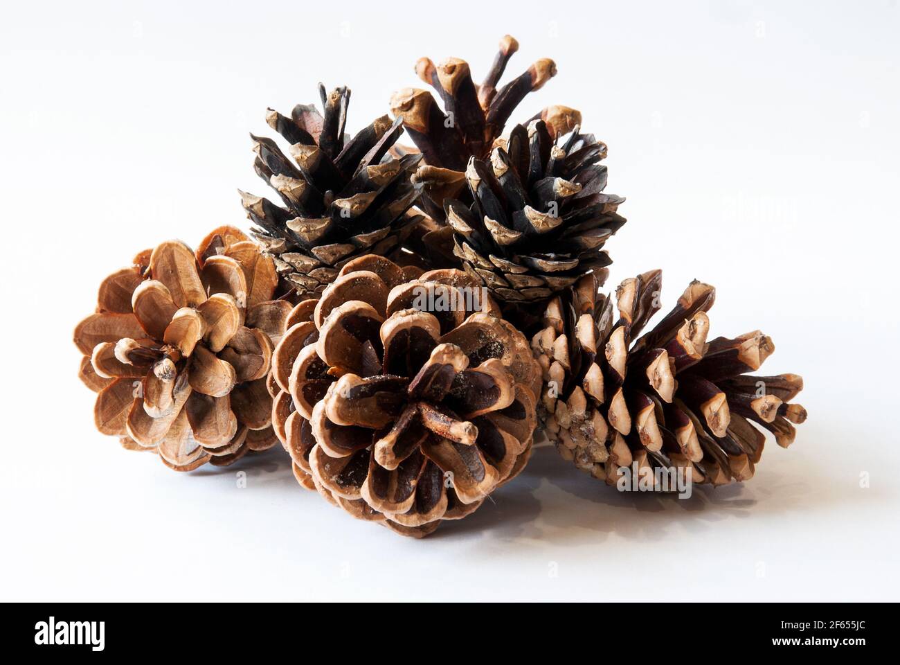 Pine cones isolated on white background Stock Photo - Alamy