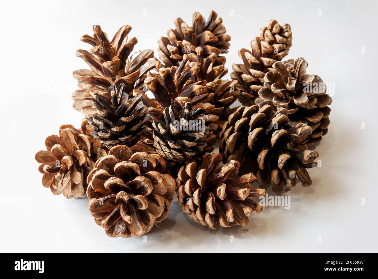 Pine cones isolated on white background Stock Photo - Alamy